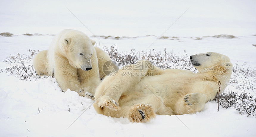 两只北极熊可以休息了生物童年旅行哺乳动物动物荒野苔原野生动物食肉毛皮图片