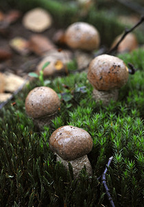 Leccinum 癌细胞图片