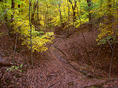 美丽的峡谷  伊利诺伊州荒野红色栖息地森林风景生物学黄色树叶活力场景图片