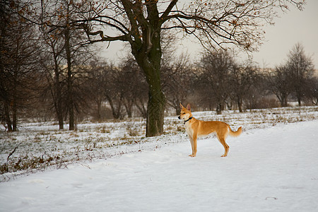 狗和雪水平风光前景宠物田园白色毛皮粉雪动物图片