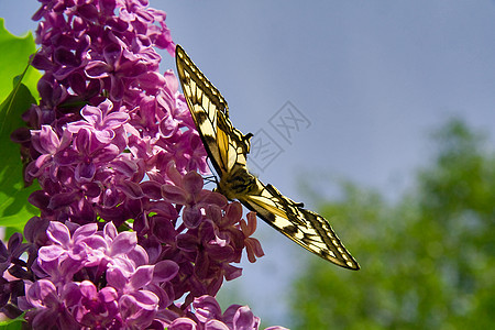 蝴蝶天空脆弱性鳞翅目脊椎动物蓝色淡紫色水平野生动物昆虫图片