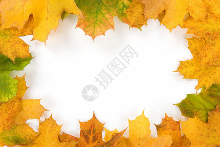 秋叶树叶制作的彩色边框红色季节黄色绿色天气橙子图片