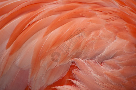 粉红火烈鸟羽毛图片