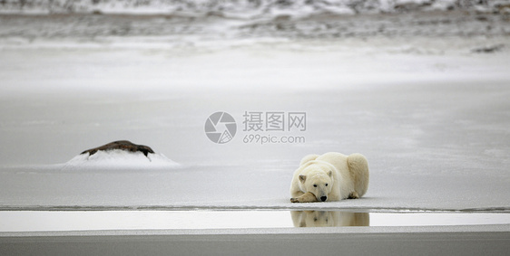 北极熊的其余部分动物天气蓝色荒野鼻子旅行爪子野生动物食肉寒冷图片