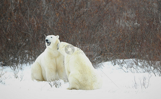 北极熊海事运动哺乳动物野生动物苔原栖息地斗争荒野天气食肉图片
