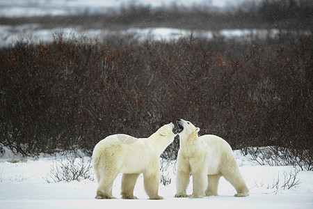 北极熊对话荒野动物爪子捕食者危险栖息地濒危海洋苔原运动图片