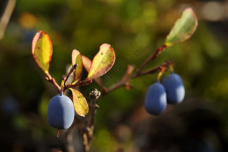 秋天Bilberry图片