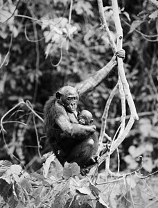 波诺博与幼崽野生动物动物体重侏儒哺乳动物拇指孩子荇菜安全黑猩猩图片