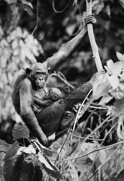 波诺博与幼崽童年体重黑猩猩手指母亲野生动物荒野婴儿动物荇菜图片