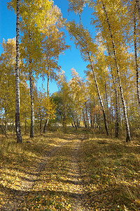 秋季森林风景叶子环境土地天气木头季节黄色城市树木图片