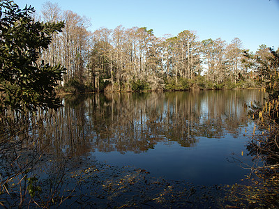 上下潜线树木反射植物公园苔藓池塘图片