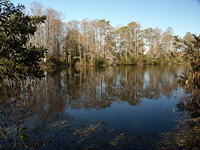 上下潜线树木反射植物公园苔藓池塘背景图片