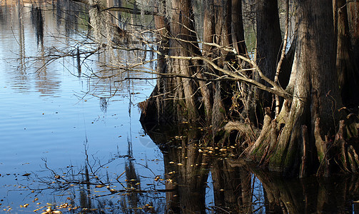 水边植物反射树木公园苔藓池塘图片