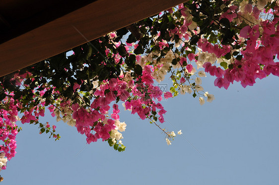 布干维尔a场景框架花园植物村庄植物群天空热带蓝色花瓣图片