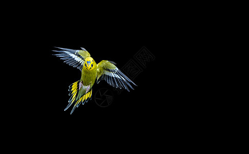 巴吉Budgie鸟类翅膀蓝色航班热带绿色黄色羽毛黑色宠物图片