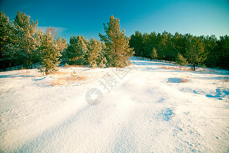 冬季风景种子国家植物时间木头绿色植物树木森林季节叶子图片