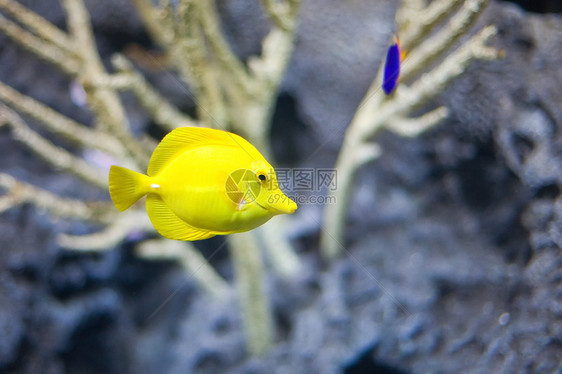 丰富多彩的热带热带鱼类珊瑚野生动物水族馆黄色情调荒野动物园动物群眼睛海洋图片