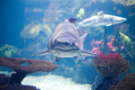 灰鲨鱼热带水族馆死亡潜水障碍灰色海洋攻击珊瑚大白鲨图片