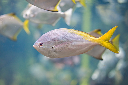 丰富多彩的热带热带鱼类野生动物动物园眼睛生活荒野海洋游泳异国珊瑚情调图片