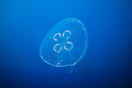 美丽的水母水族馆热带生活蓝色野生动物潜水游泳者海洋生物海蜇图片