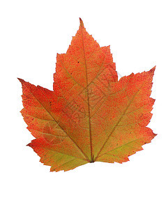 秋叶叶树叶季节性植物橙子红色绿色图片