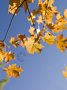 秋叶橙子森林黄色阴影色彩枫树叶子植物天空红色图片