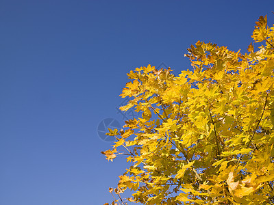 秋叶红色天空叶子橙子蓝色色彩森林枫树植物阴影图片