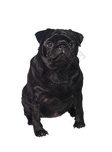 黑狗的肖像动物宠物黑色小狗影棚哺乳动物纯种狗好奇心犬类家畜图片
