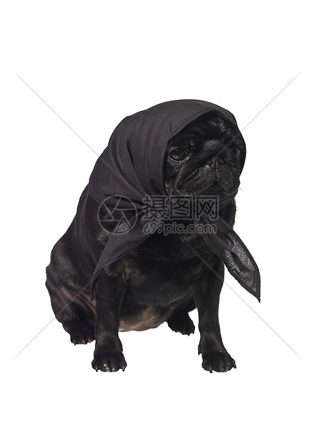 头上戴围巾的帕格红色犬类黑色宠物家畜小狗纯种影棚好奇心哺乳动物图片