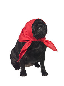 头上戴围巾的帕格红色好奇心哺乳动物宠物犬类动物家畜影棚小狗黑色图片