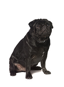 黑瓜犬类动物影棚纯种狗小狗家畜哺乳动物好奇心宠物黑色图片