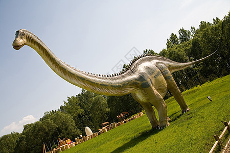 Diplodocus 长线图片