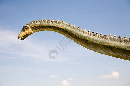 Diplodocus 长颈颈脖子捕食者化石痕迹环境爪子森林猎人石化模仿图片