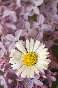 驴子花瓣白色宏观花朵植物群雏菊紫色花束植物花粉图片