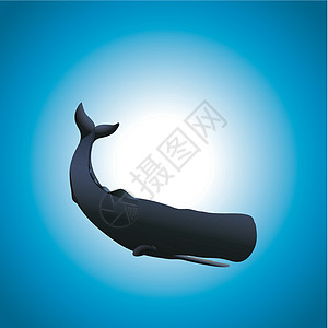 香鲸黑色抹香鲸白色坡度哺乳动物蓝色图片