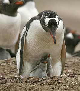 Gentoo 企鹅金图小鸡野生动物食物图片