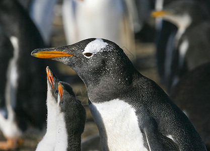 Gentoo 企鹅野生动物小鸡金图食物图片