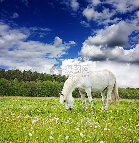 草地上的白马农业摄影场景哺乳动物马背头发动物母马鬃毛牧场图片