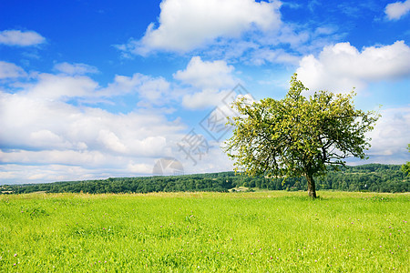 夏季风景孤独场地太阳土地季节环境场景蓝色地平线牧场图片