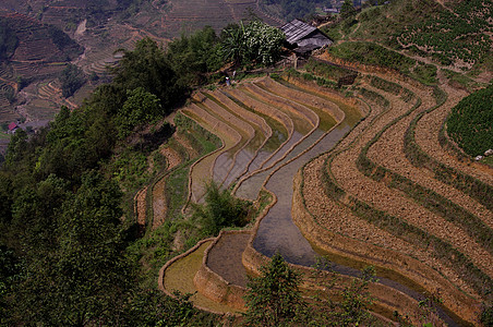 稻米田地球栽培楼梯山脉农业橙色背景图片