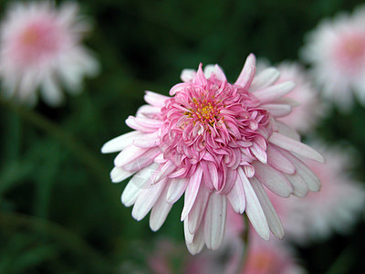 2003年5月 意大利多洛米特的花朵绿色放松叶子花园粉色公园花瓣图片