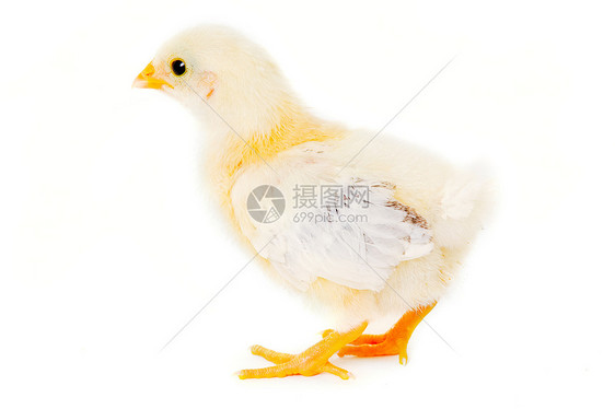 鸡家畜小鸡生活工作室动物新生家禽农业羽毛宠物图片