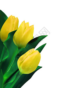 EPS 8 白上孤立的亮黄色黄郁金圆形展示季节花束植物横幅叶子卡片花瓣礼物郁金香图片