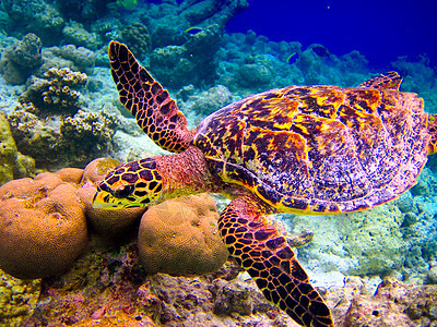 乌龟像飞翔一样游泳阳光气候生活旅行野生动物濒危海洋玳瑁蓝色荒野图片