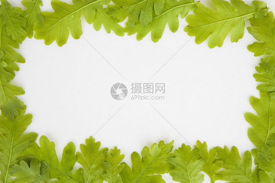 橡树叶制造的背景背景树叶季节绿色森林环境场地橡木木头多叶叶子图片