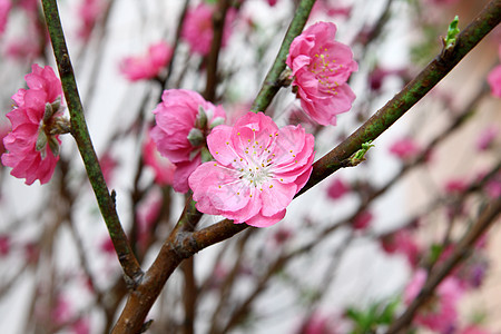 桃花花花瓣季节性草地绿色天空生活树叶雏菊粉色花园图片