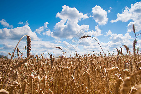 小麦田种子谷物玉米大麦蓝色稻草天空乡村金子收成图片