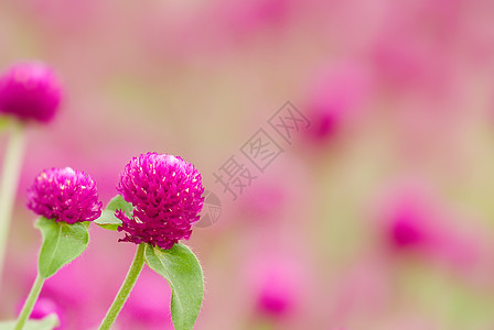 美丽的紫色花朵     淋膜花花束球体园艺叶子花瓣农村植物学院子环境植物图片