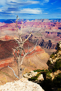 在大峡谷边缘的死树侵蚀红色悬崖风暴环境天空沙漠轮缘公园壁架图片