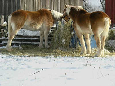 马在农场里红色棕色季节性谷仓婴儿床生物农业白色季节动物图片